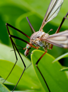 Mosquito