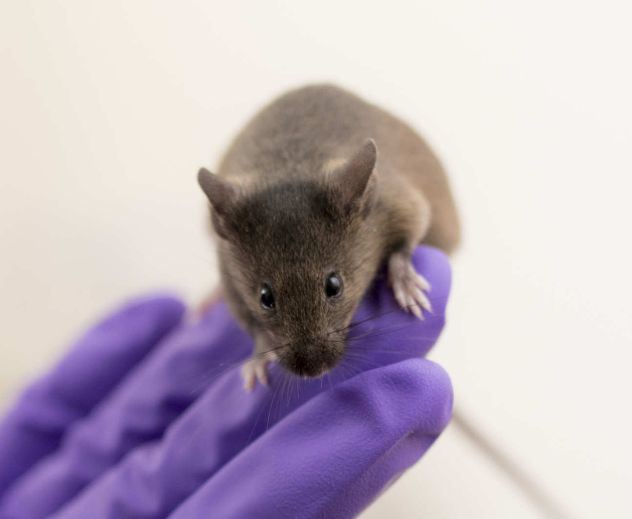 A mouse on a gloved hand