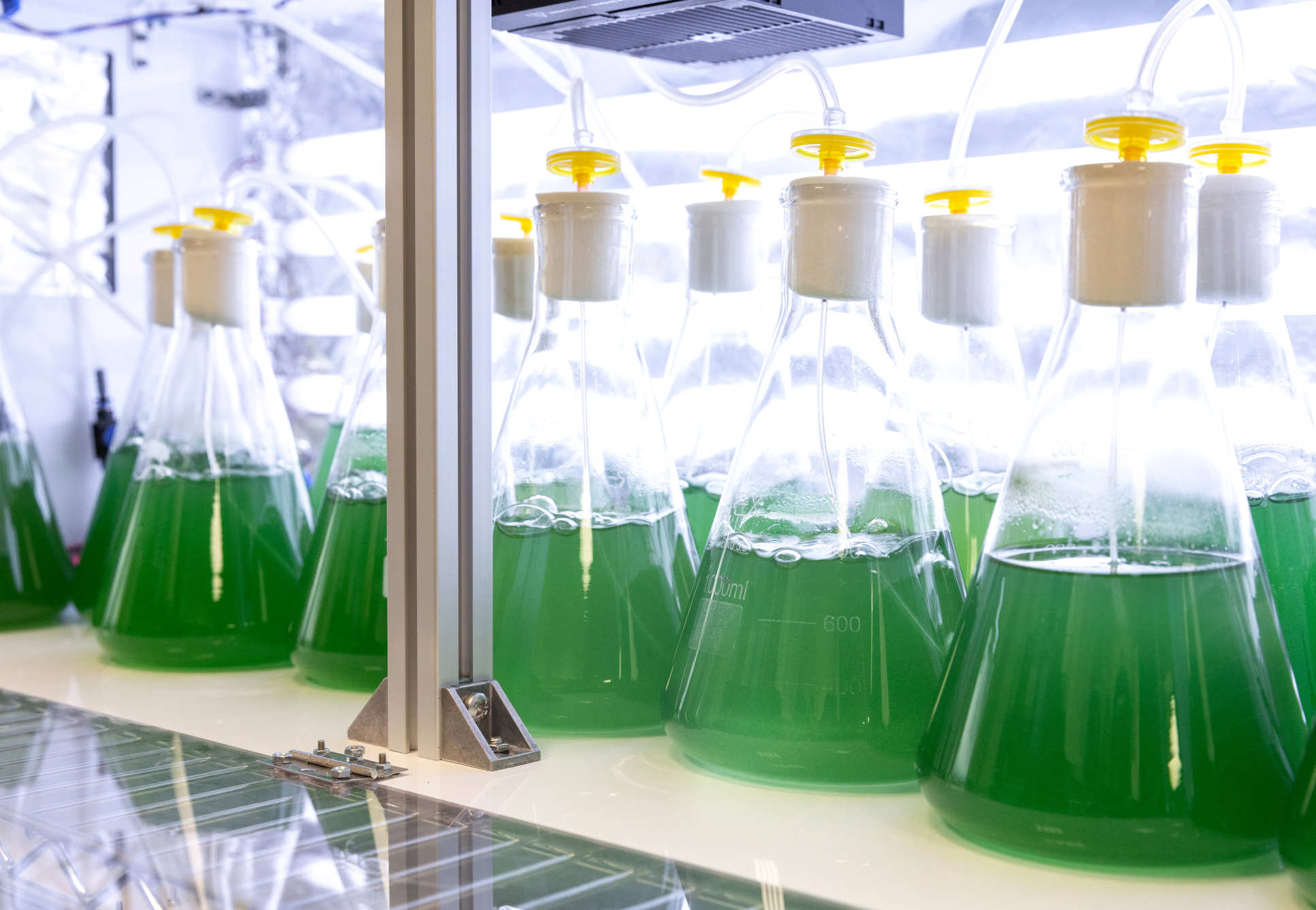 Algae in glass bottles