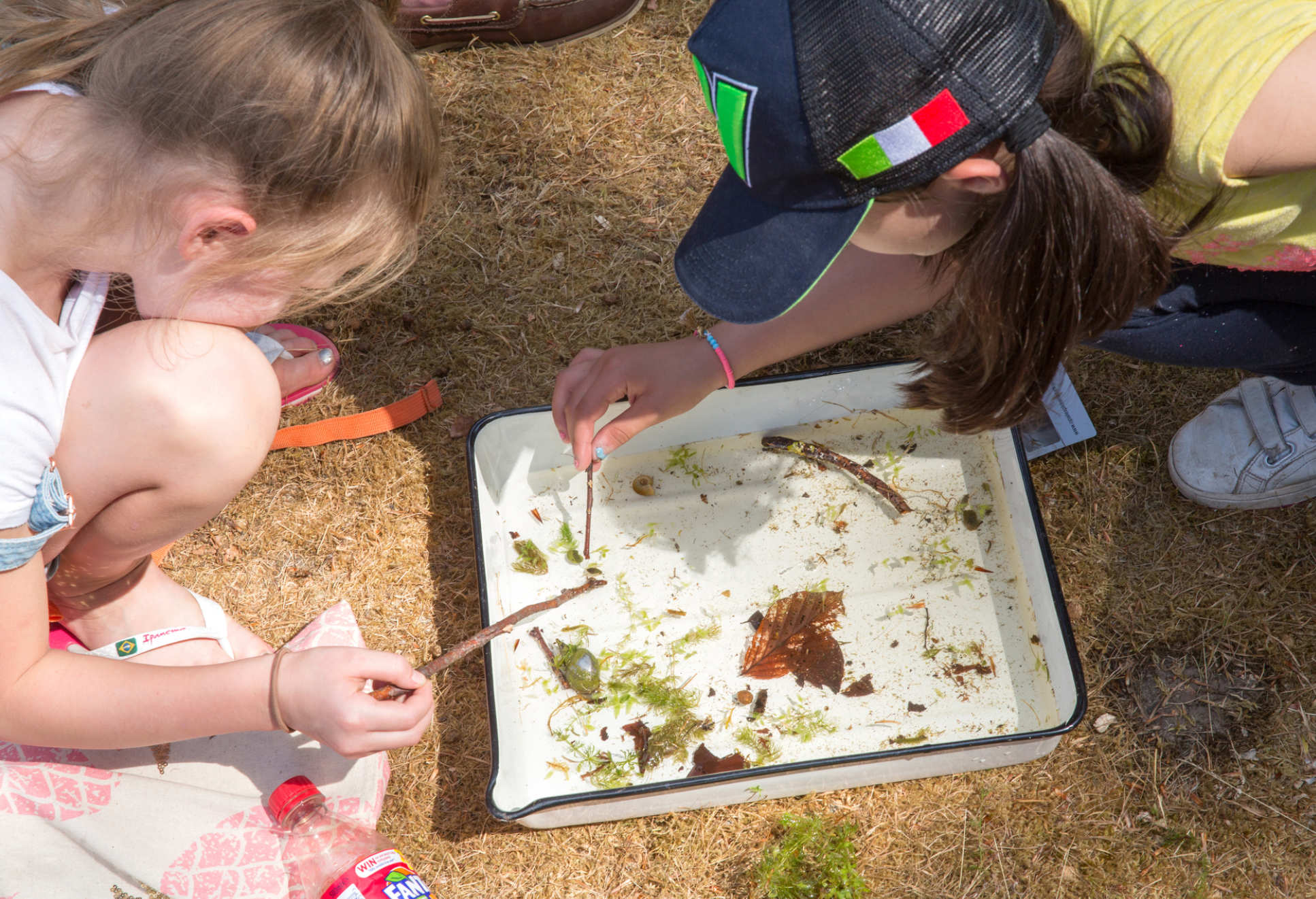 Children look in a tray of water and pond bugs