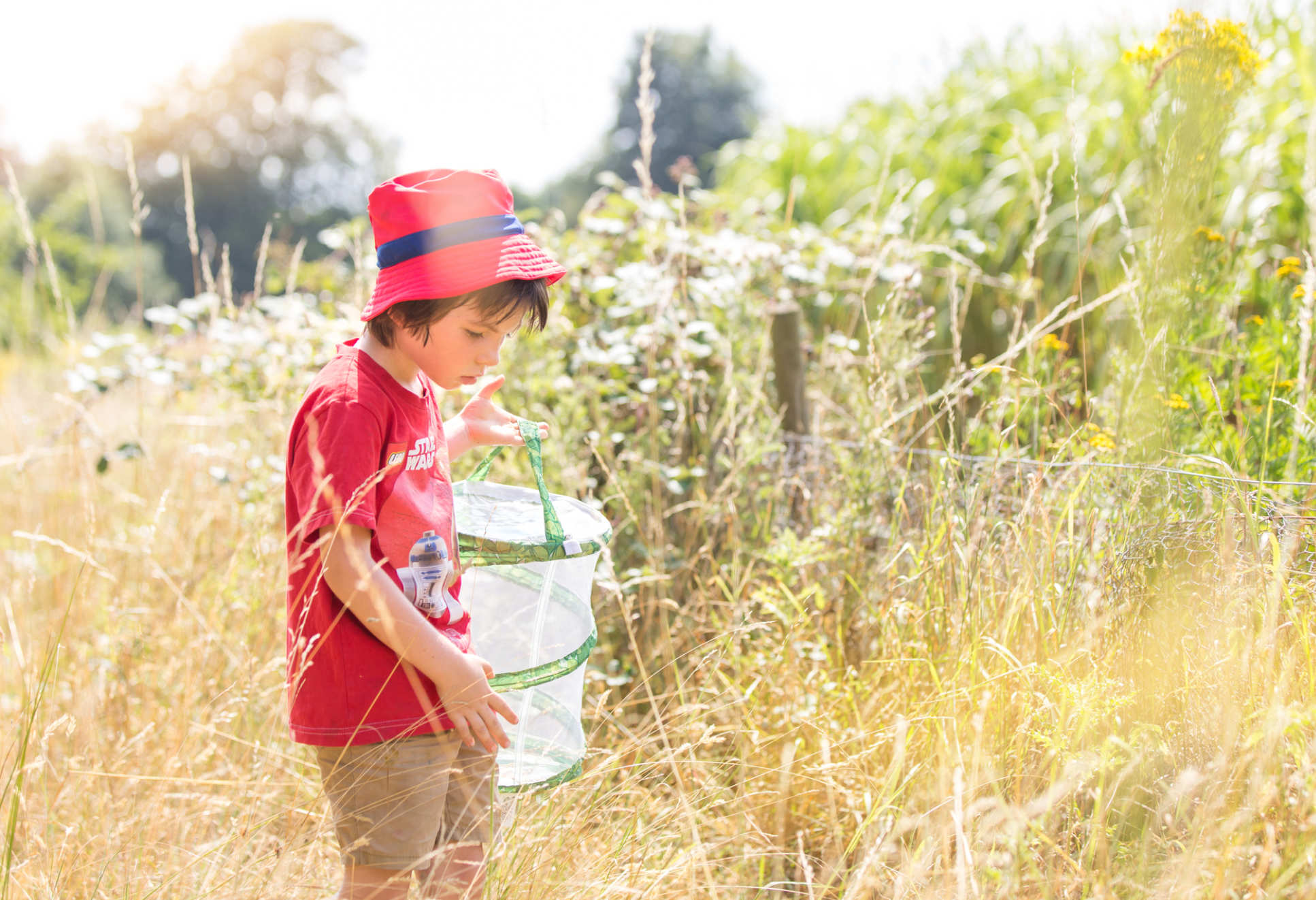 A child searches in long grass with an insect net