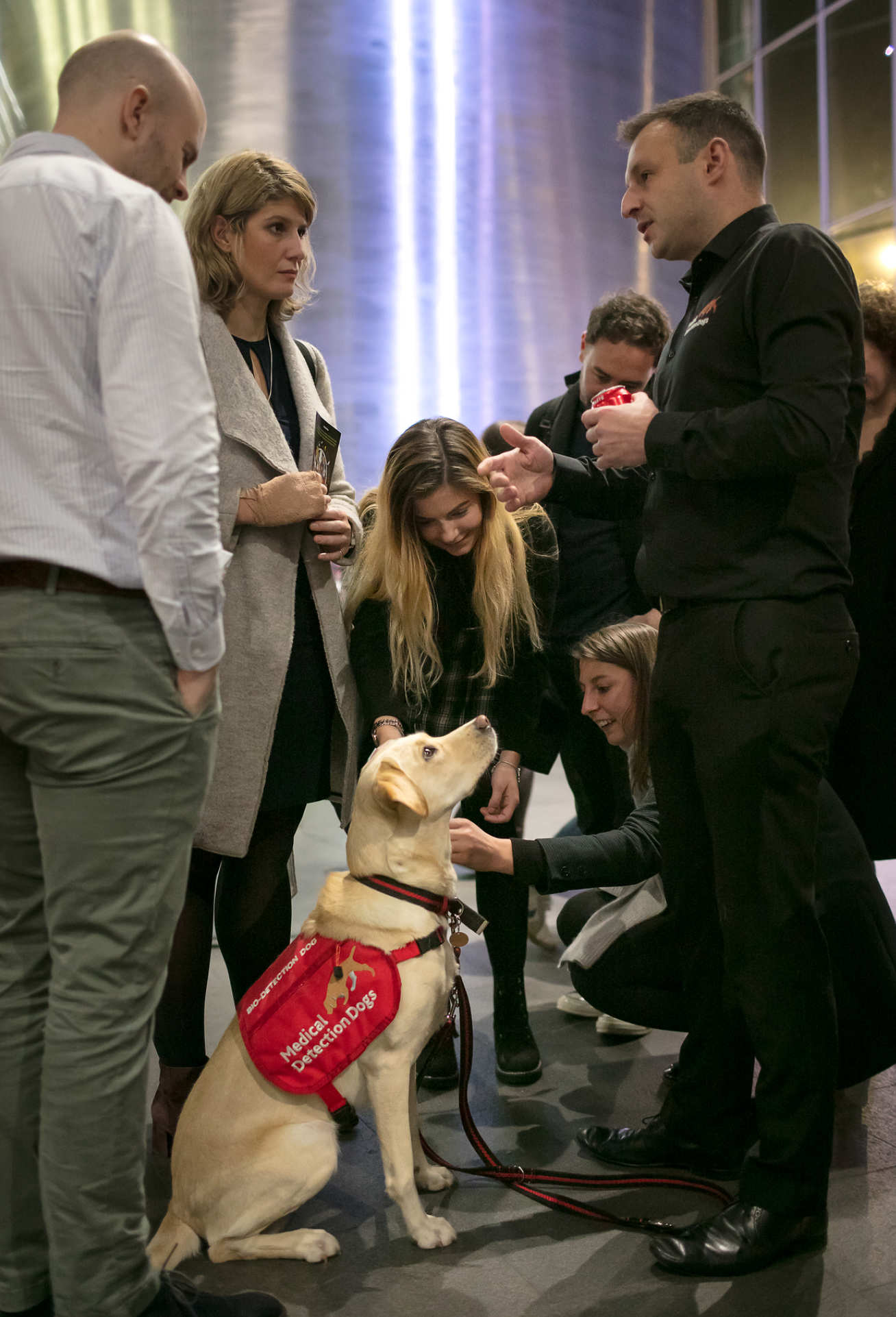 Medical detection dog Jodie looks up at her handler