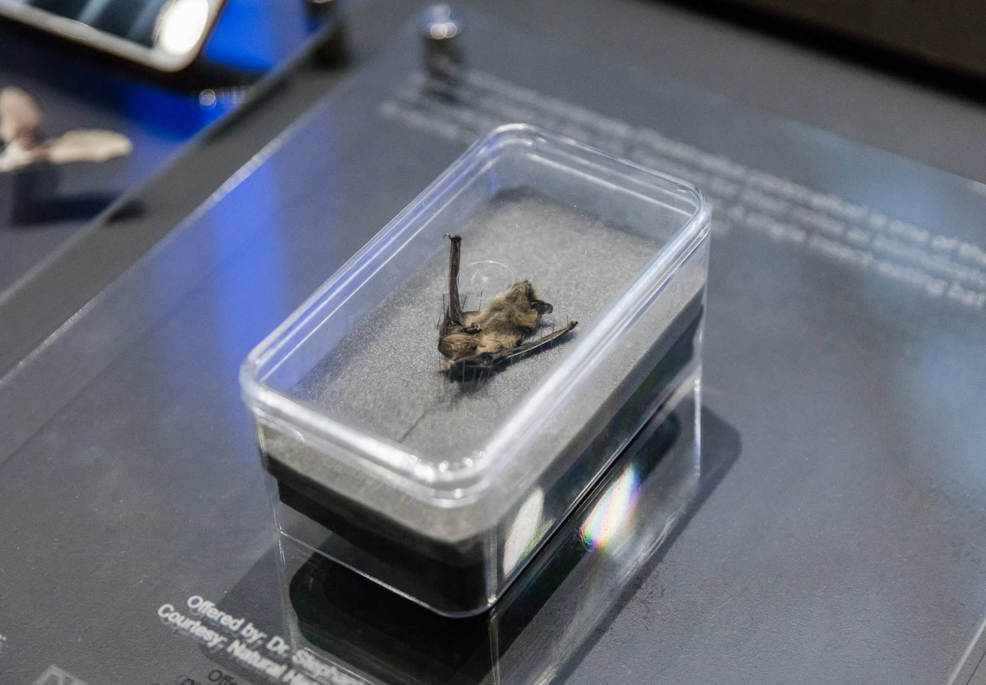 A bat in a box as part of Nocturn's exhibit