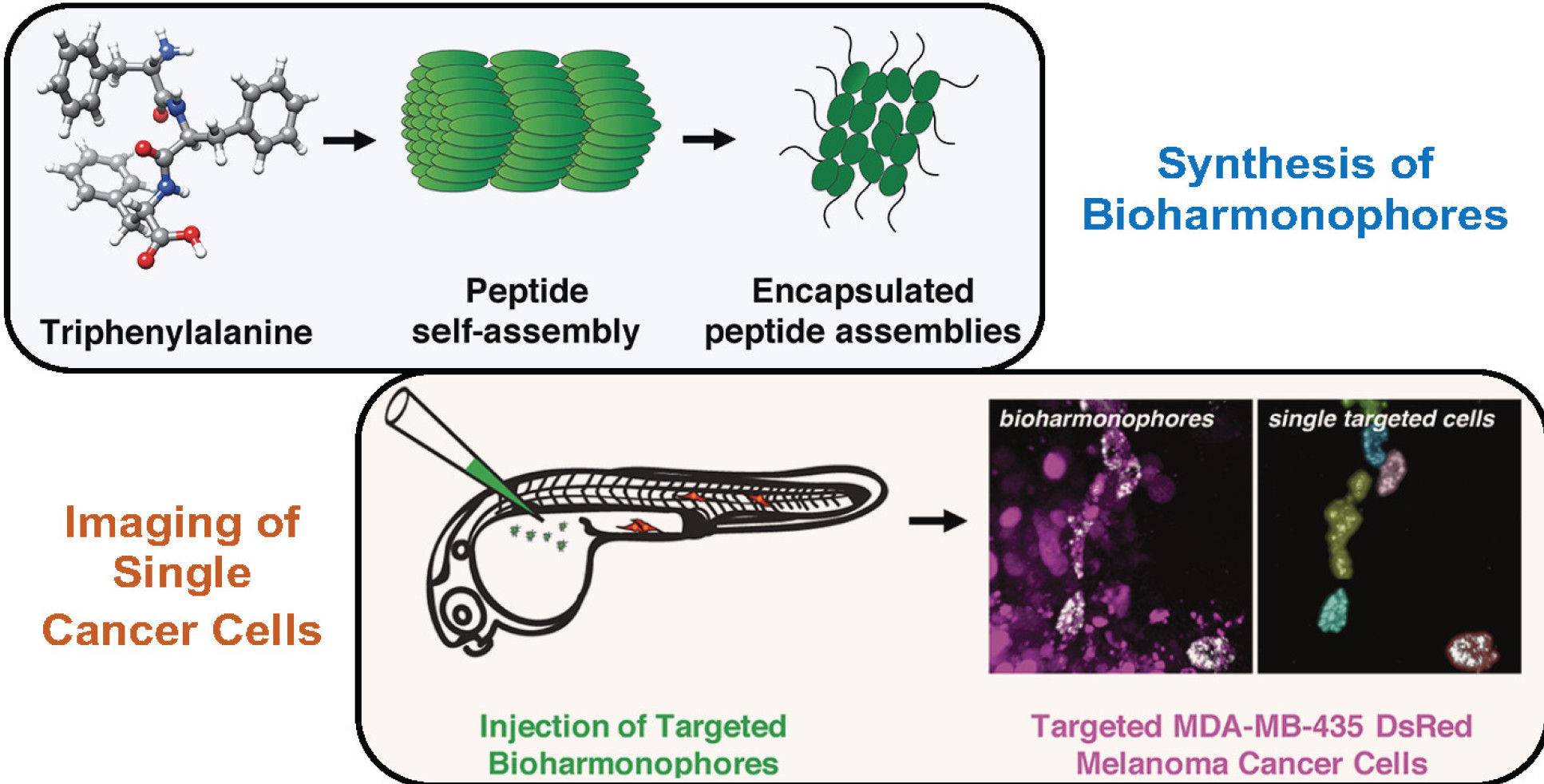 Diagram showing assembly of bioharmonophores, alongside contrasting images of highlighted tumours using bioharmonophores and other techniques. The bioharmonophore-lit tumours are brighter. 