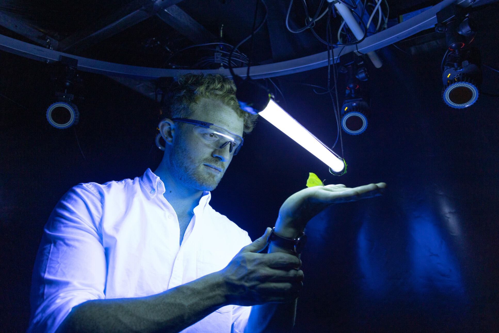 A scientist holds an insect under a light