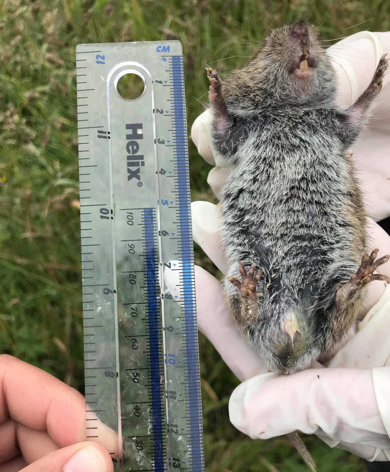 A giant vole being measured