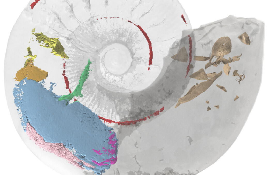 High resolution image showing the ammonite three-dimensional reconstruction created from the x-ray and neutron scan data. Each internal organ and features of interest have been false coloured.