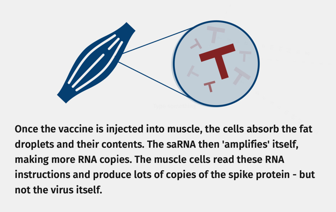 Infographic - Muscle cells as factories