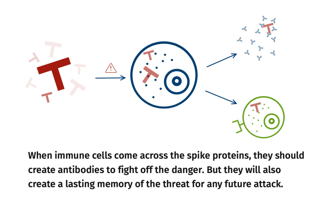 Infographic - Training the immune system