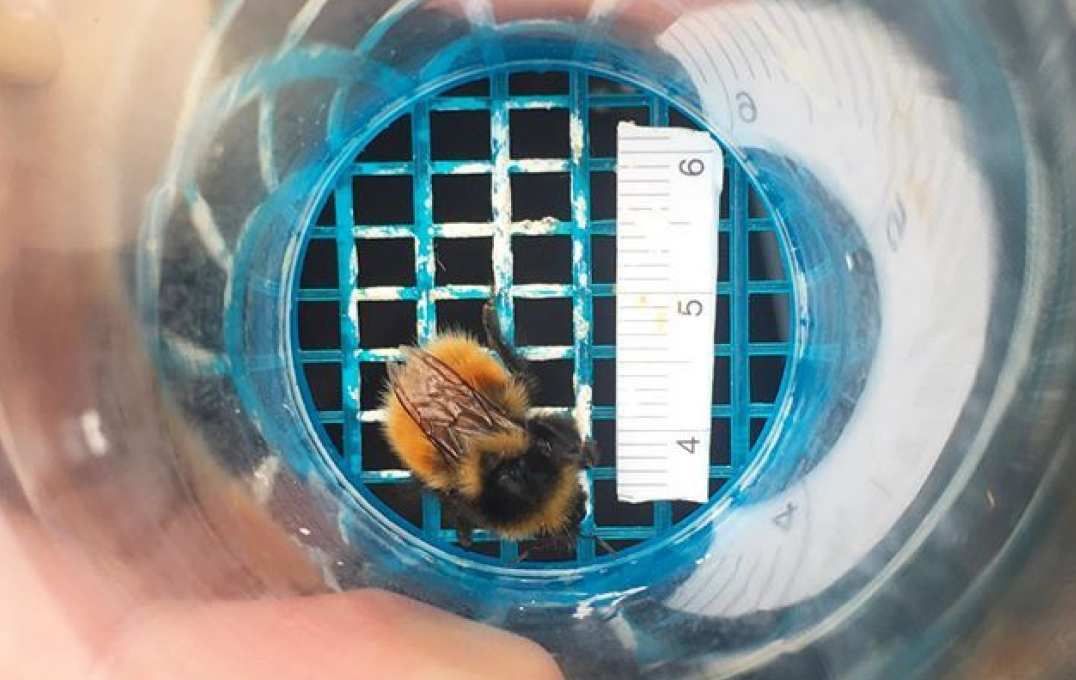Bee in a jar