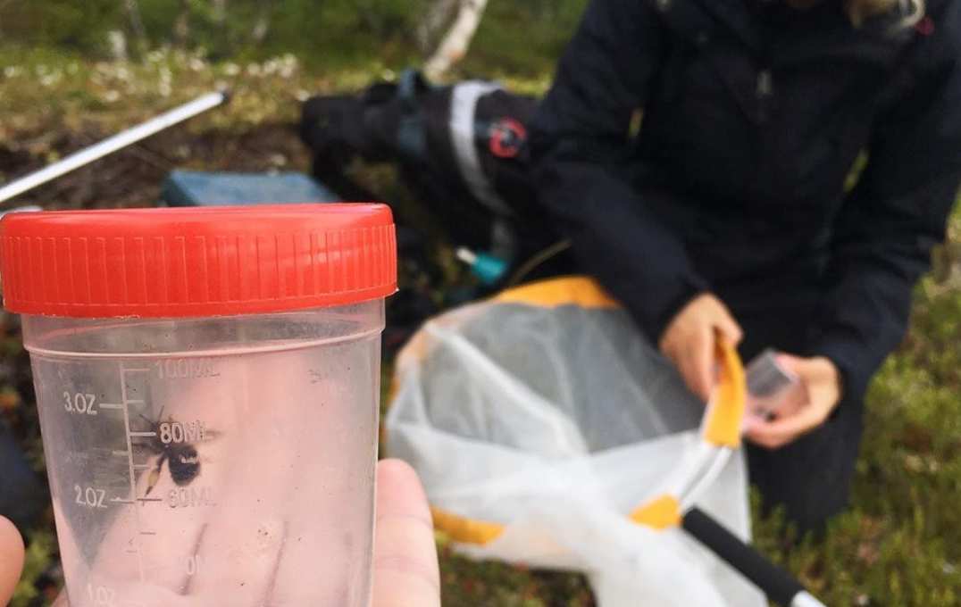 Bee in a jar with someone holding a net in the background