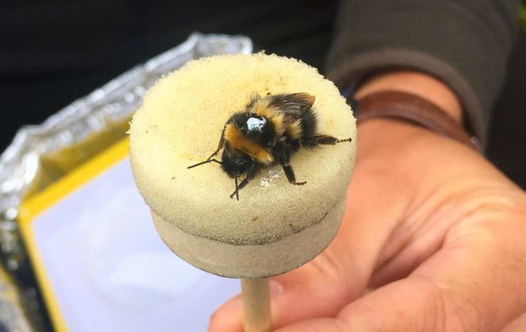 A bee on a sponge