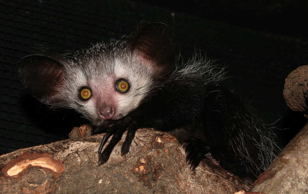 Small mammal with large eyes and long fingers