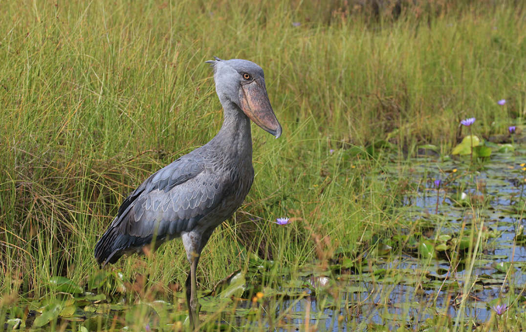 Large grey bird on a riverbank