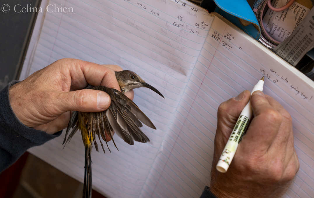 Someone holding a bird while writing in a notebook