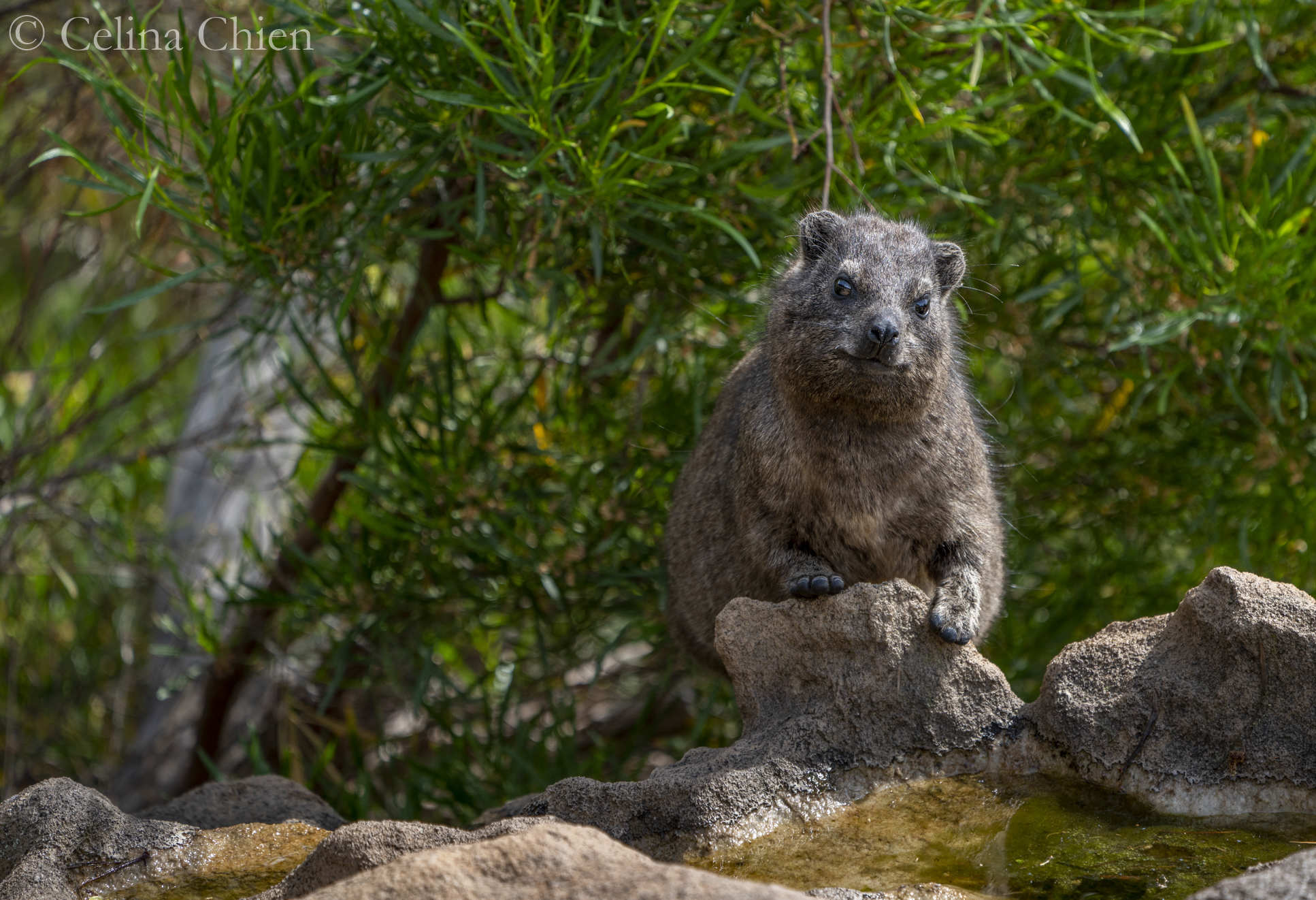 A small mammal on a rock