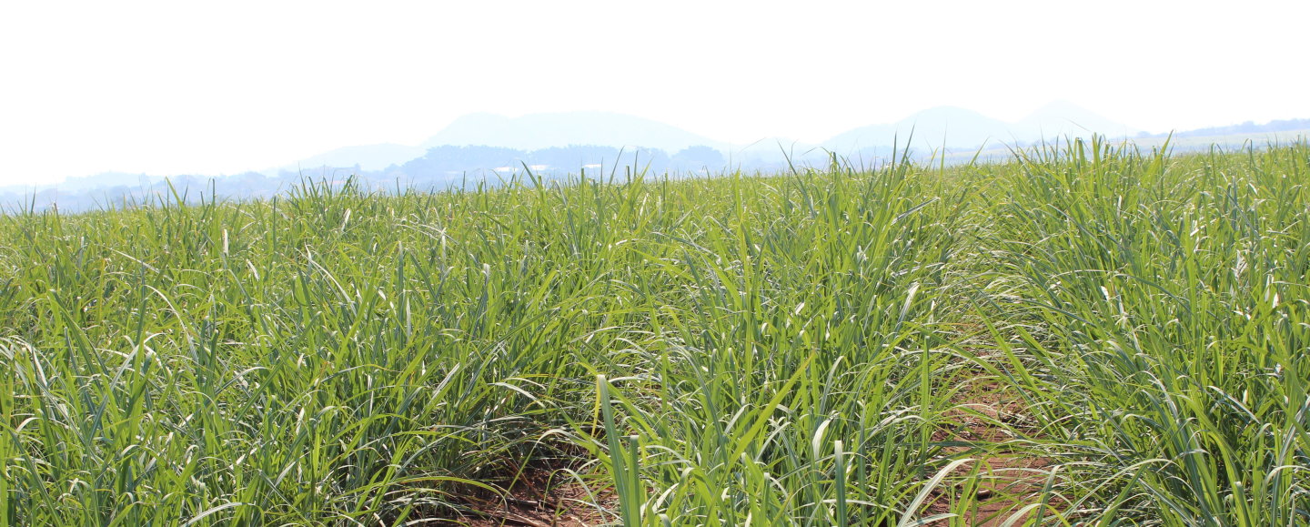 Sugar-Cane