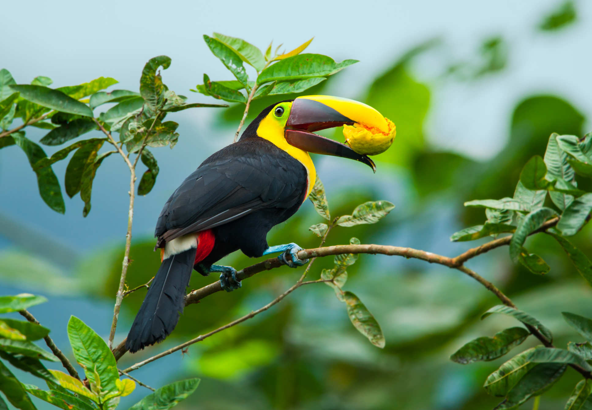 A toucan eating fruit