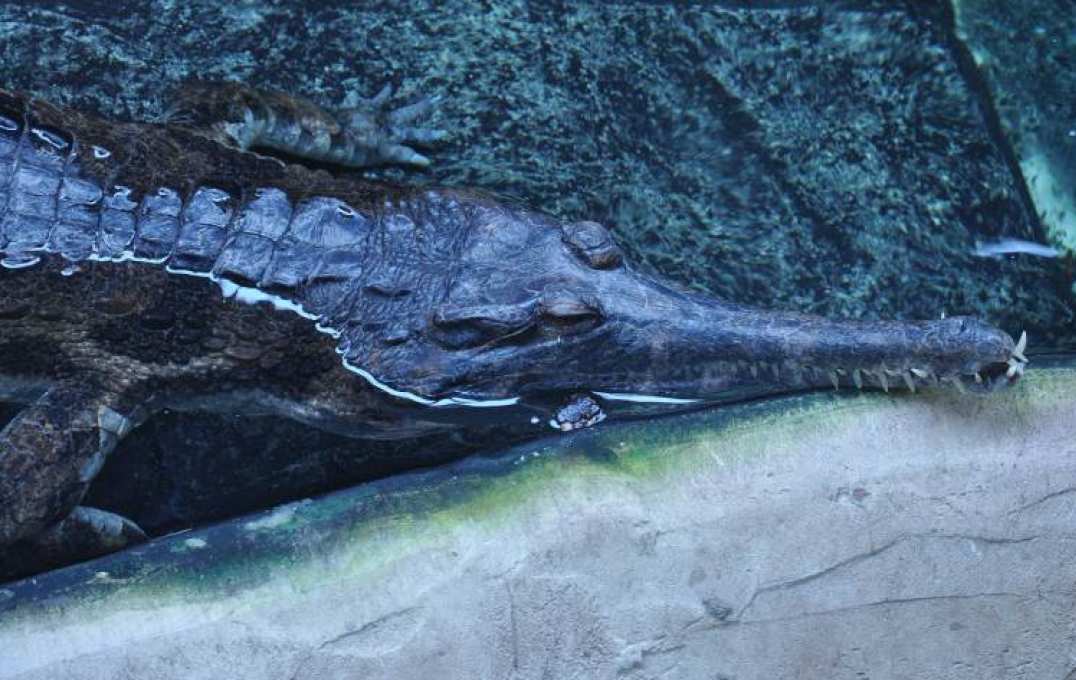 The Tomistoma genus of crocodile