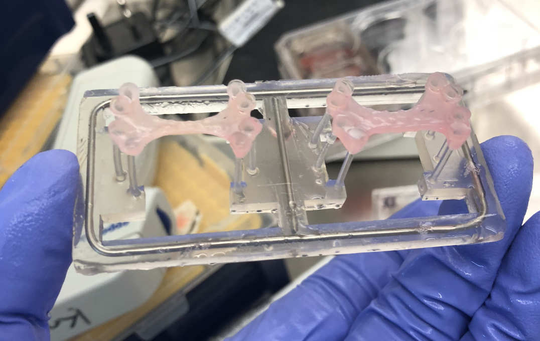 Two heart repair patches, created from human cells