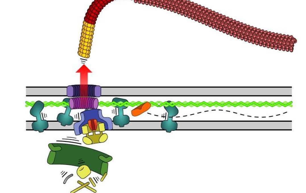 Cartoon: the motor coming apart and the tail being ejected