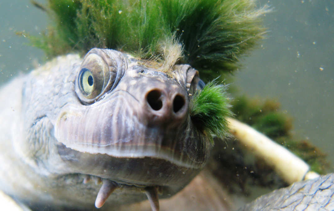 Head of a turtle with plants growing on it