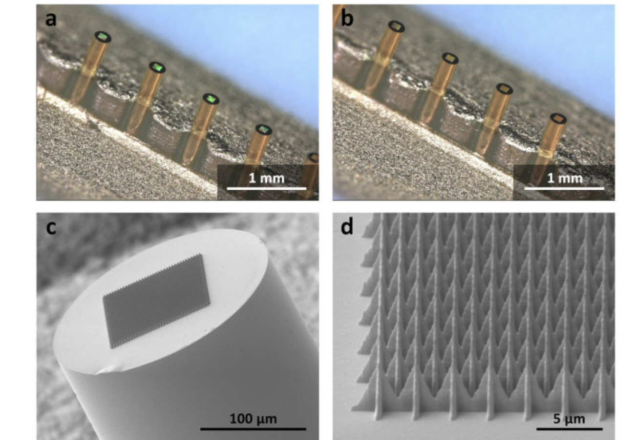 Miniature Fibre-Optic Probes for Rapid Bacteria Detection