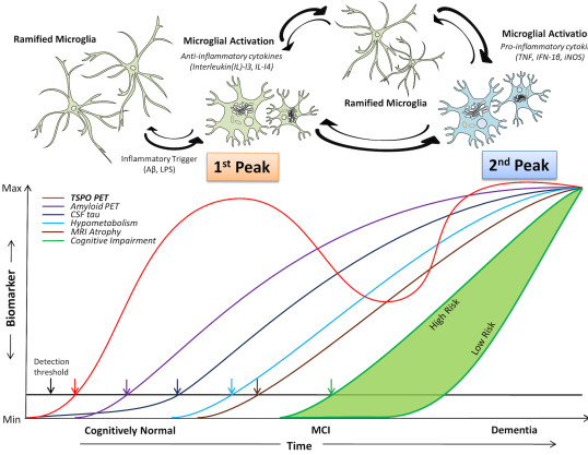 Neuroinflammation in AD trajectory