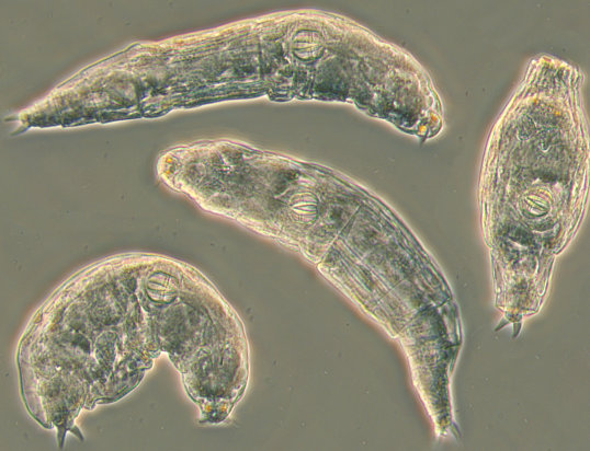 Four bdelloid rotifers in the genus Adineta