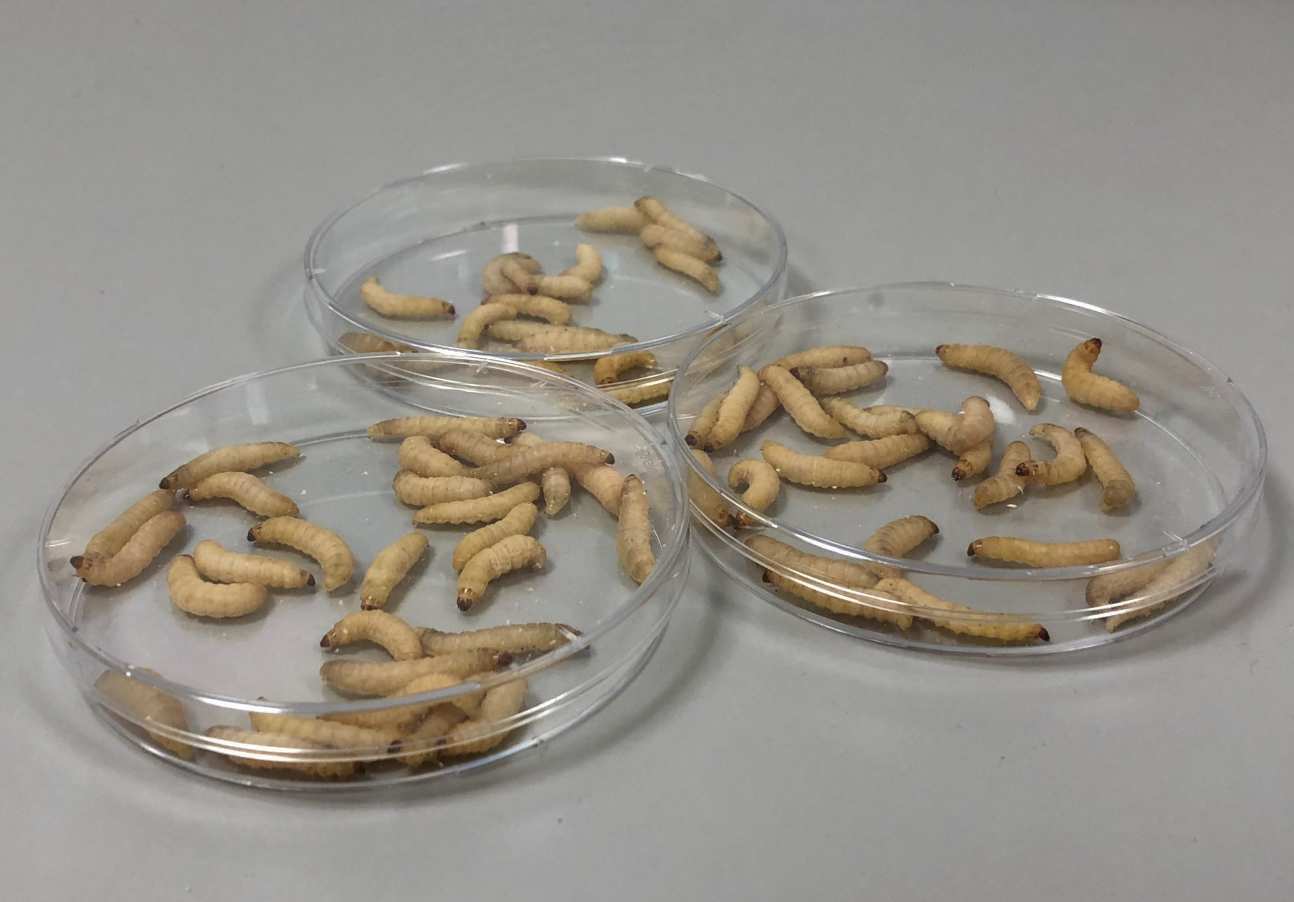 Moth larvae in a petri dish