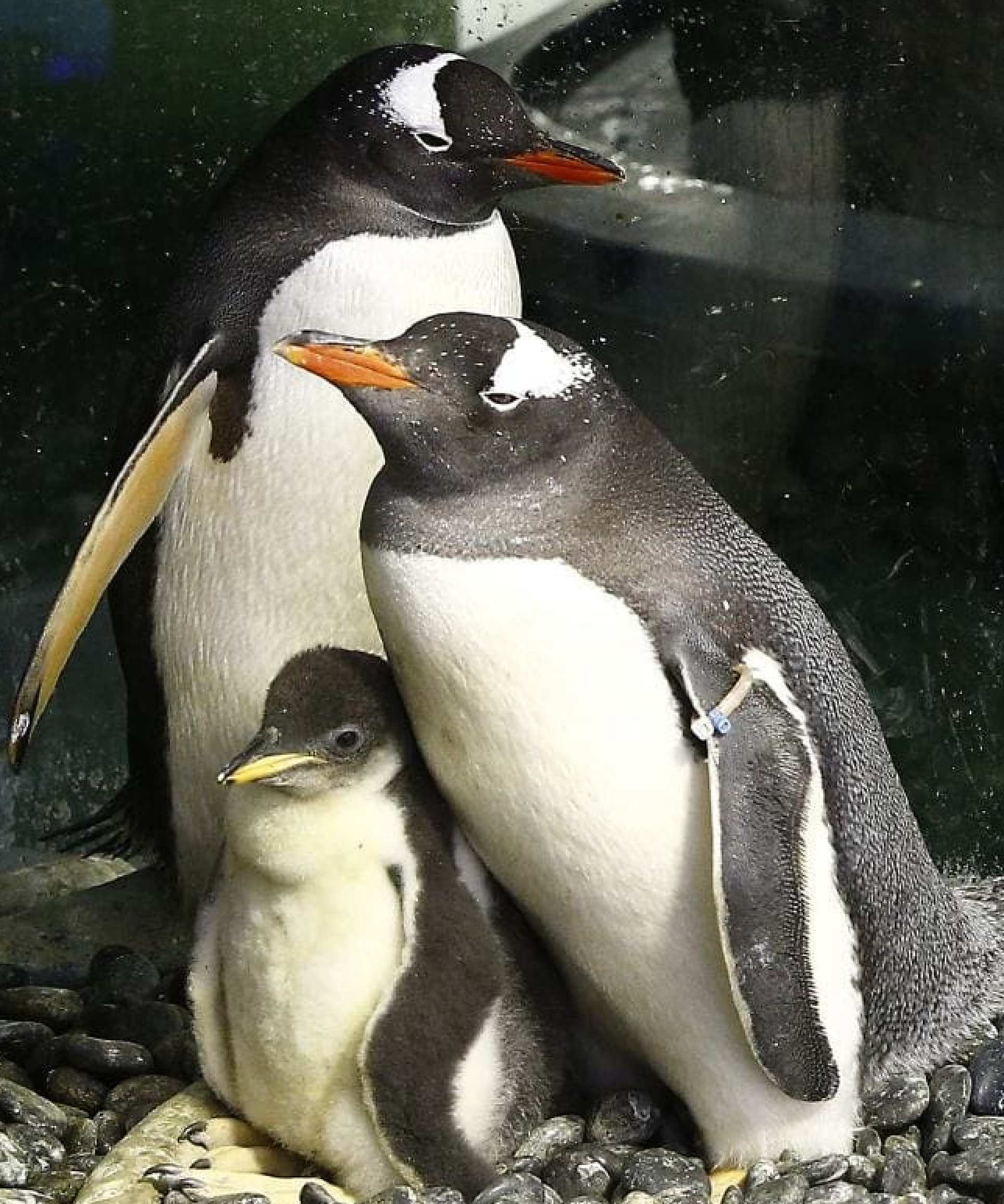 Gentoo penguins