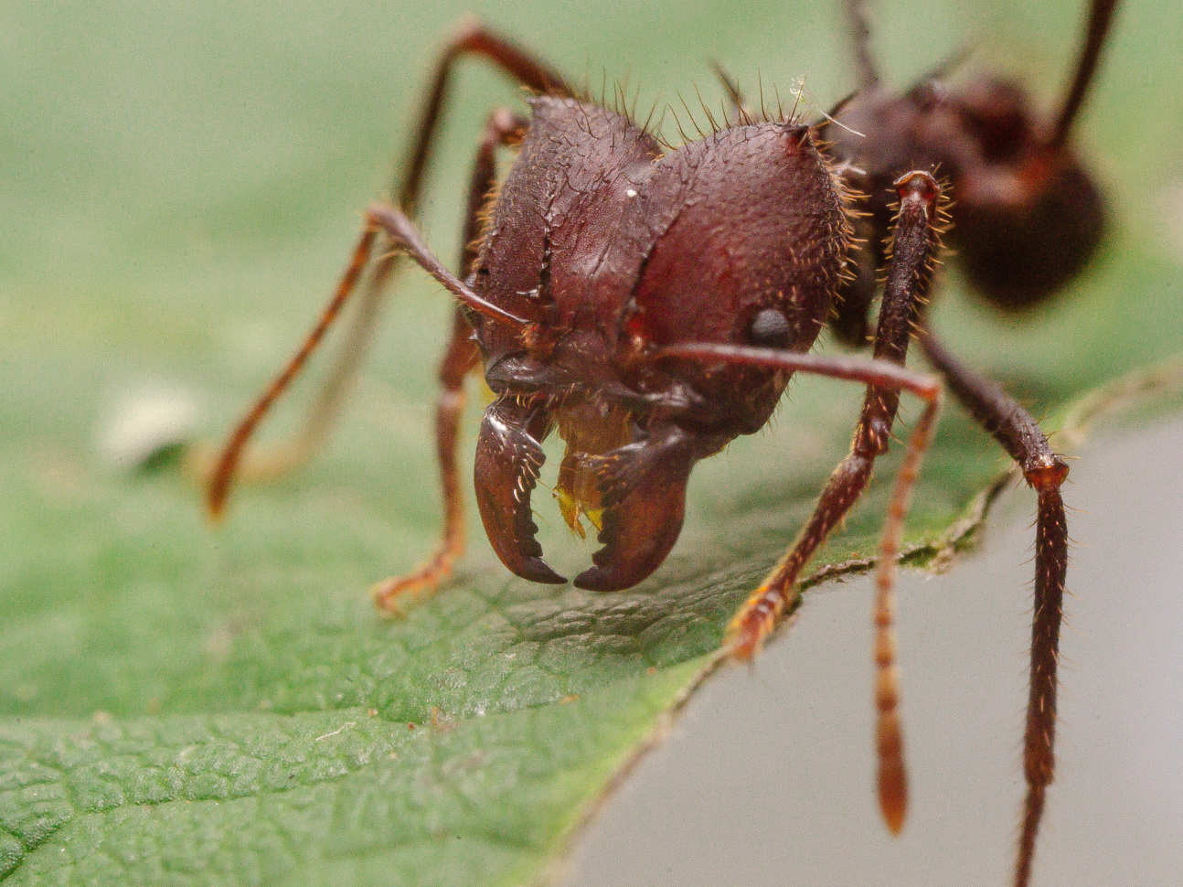 A close up image of an ant on a leaf