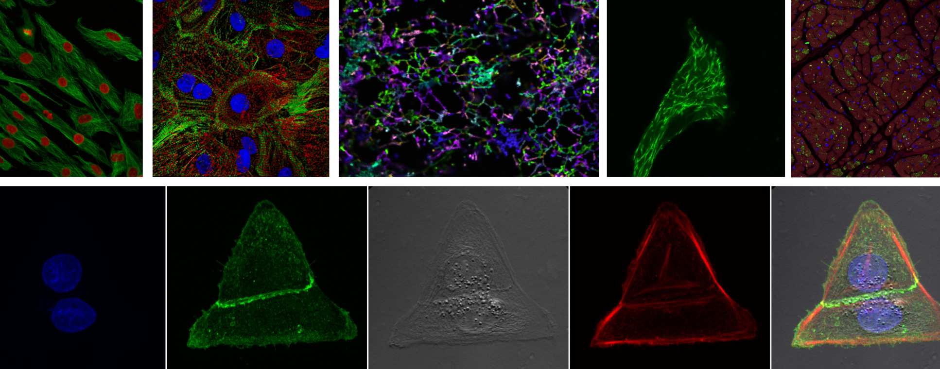 Composite microscopic images taken using FILM microscopic equipment