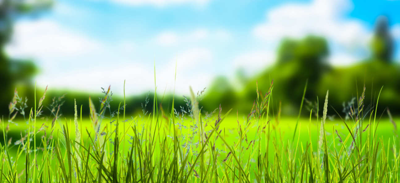 Grass in summer