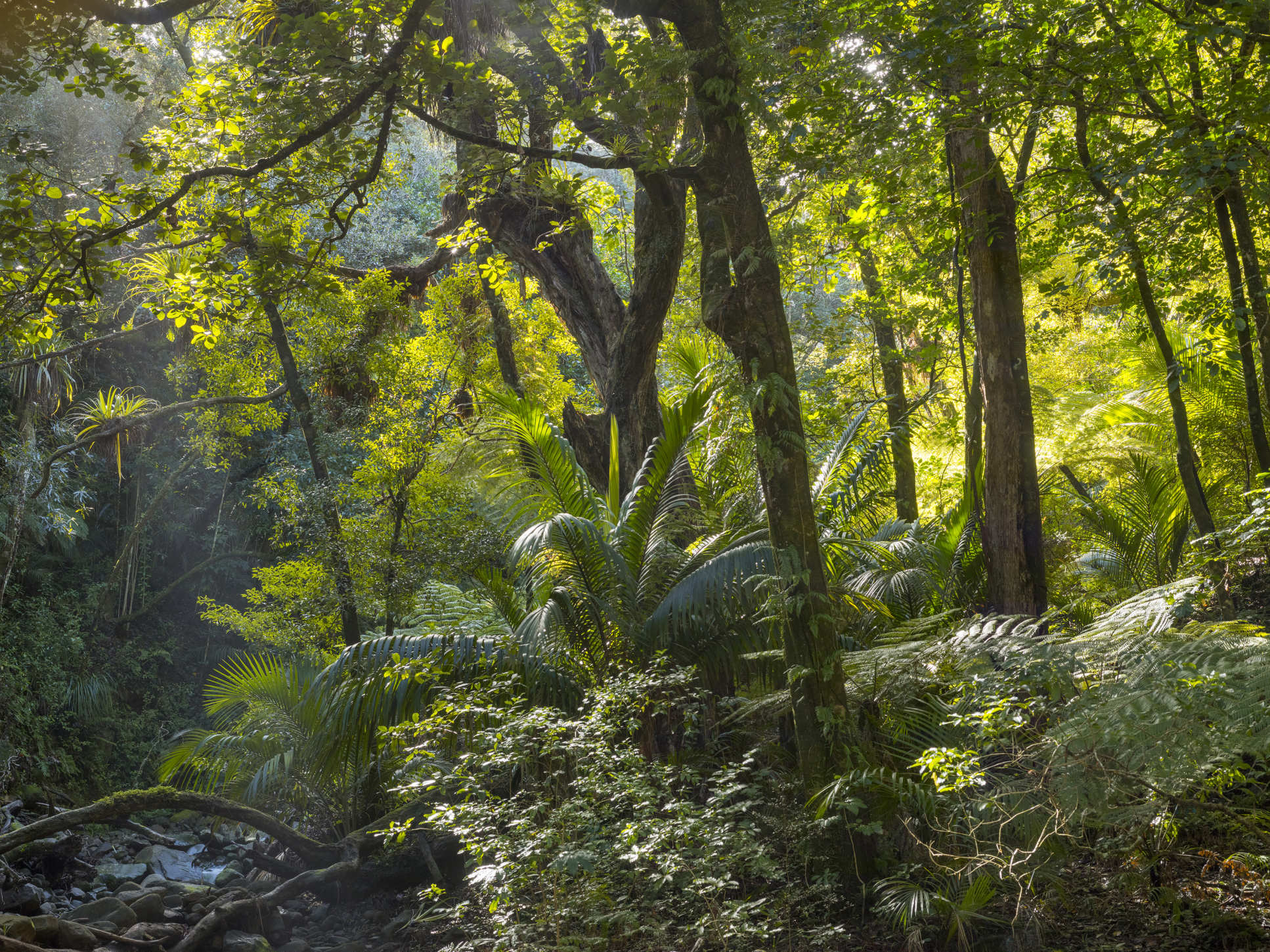 Hihi habitat in New Zealand