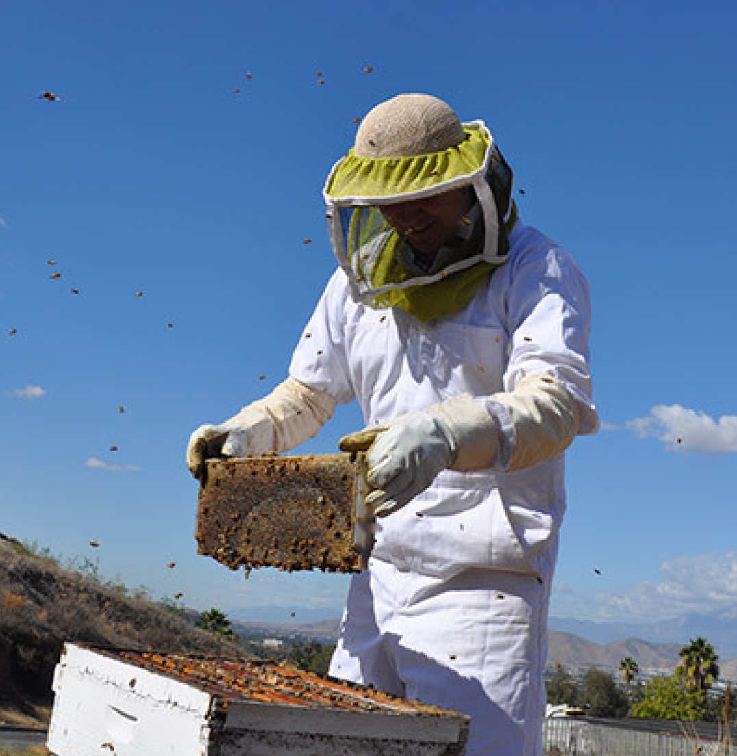 Dr Peter Graystock inspecting the honeybee hives in Riverside, California, USA