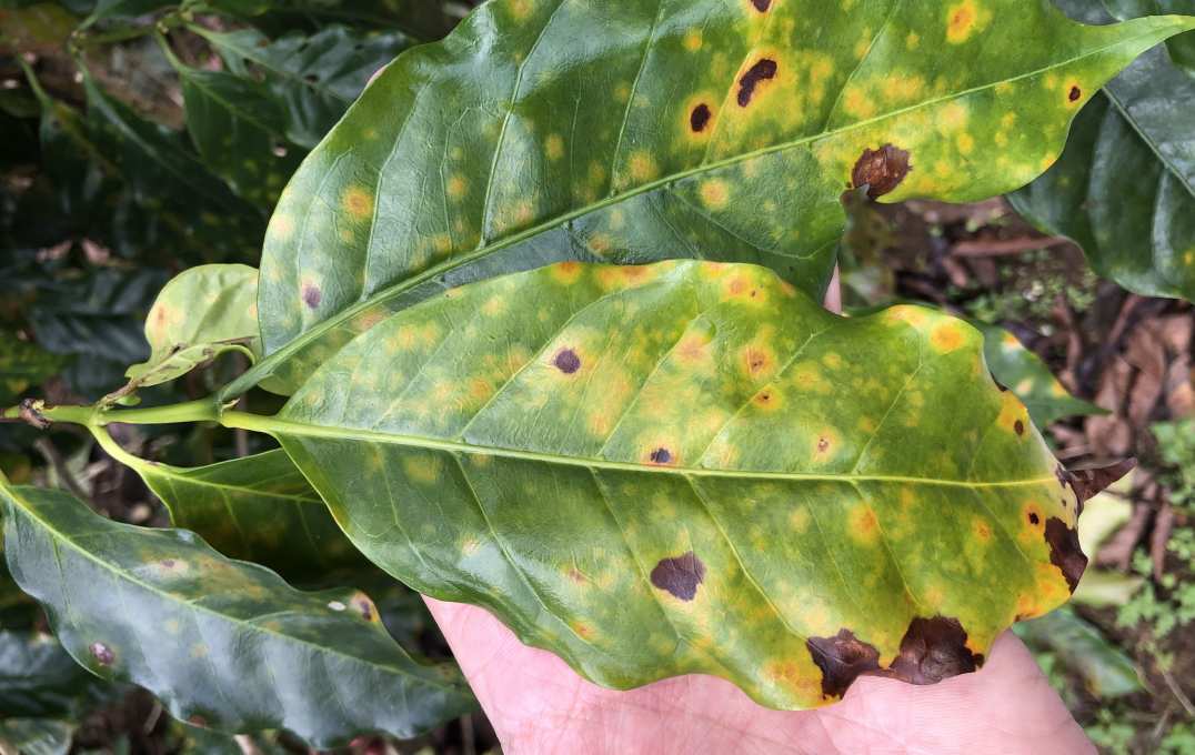 Coffee rust on a plant