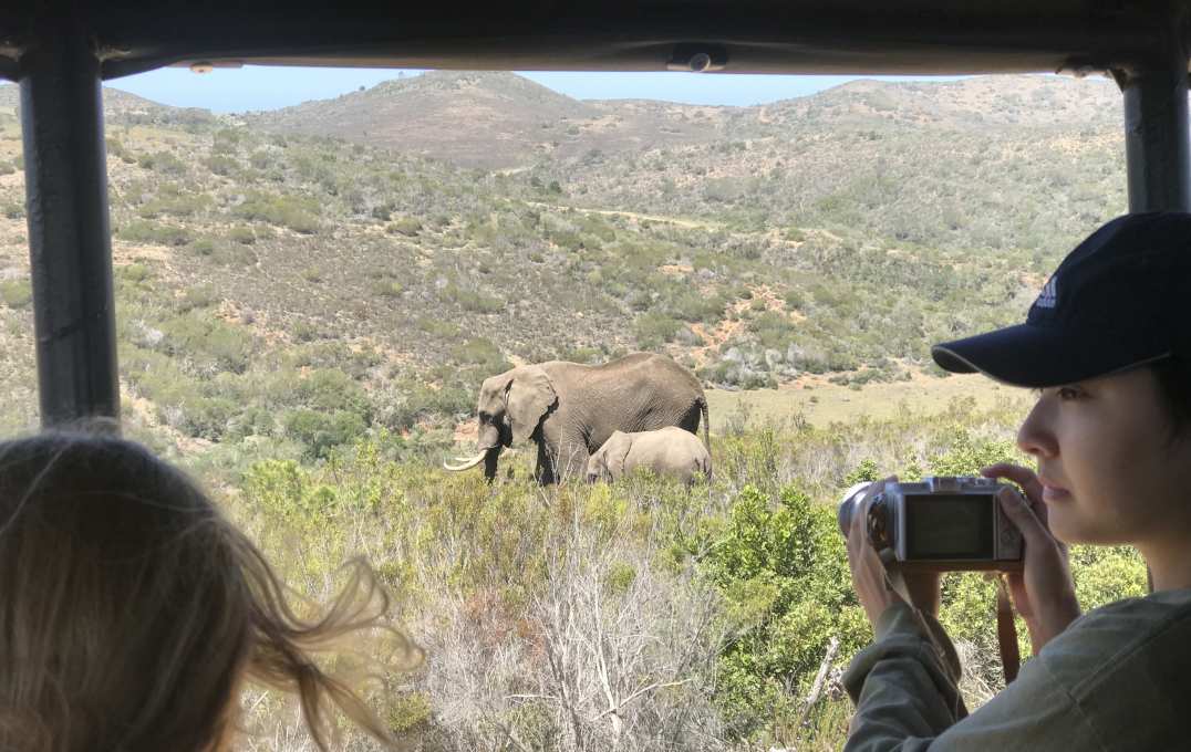 Elephant and calf