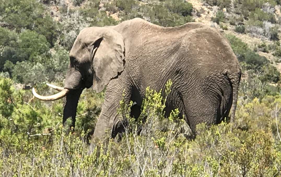 Elephant