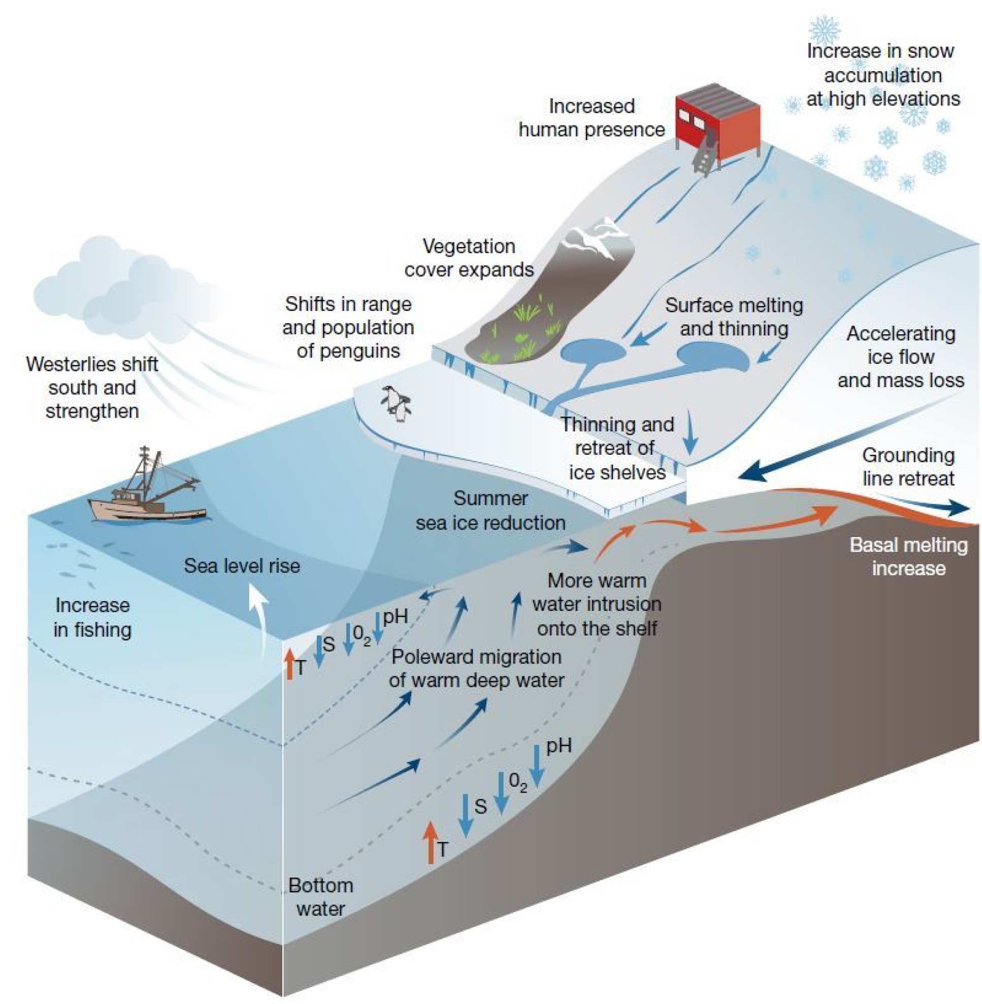 Diagram summarising the impacts on Antarctica