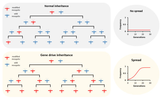 How gene drives spread