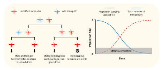Population suppression with gene drives