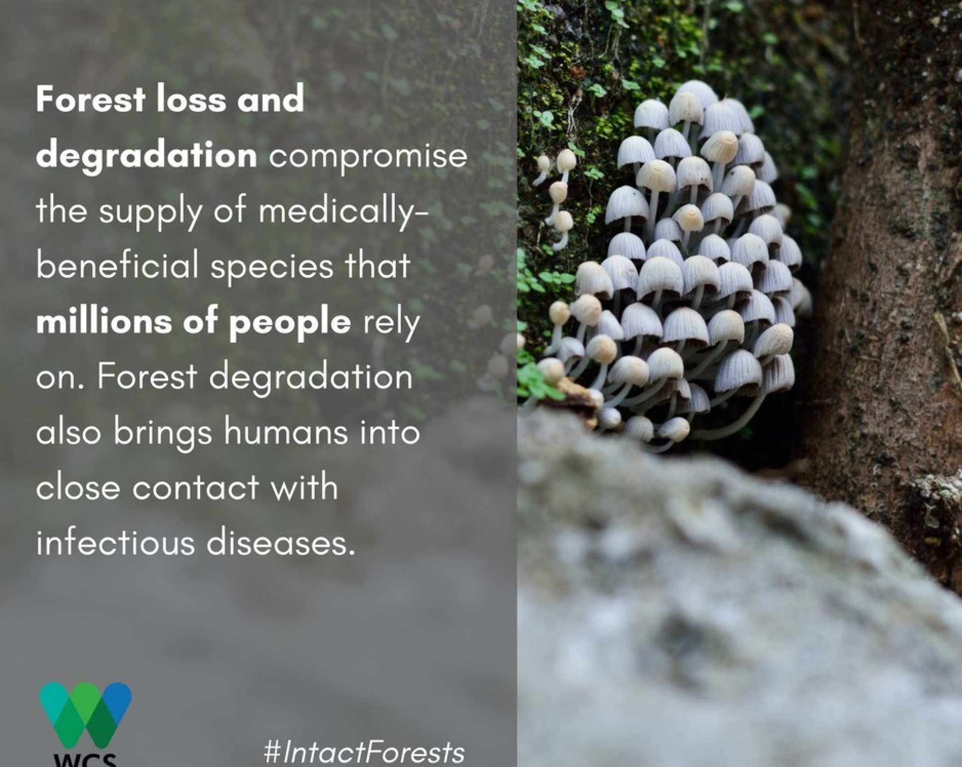 Image of mushrooms with caption: Forest loss and degradation compromise the supply of medically beneficial species that millions of people rely on. Forest degradation also brings humans into close contact with infectious diseases.