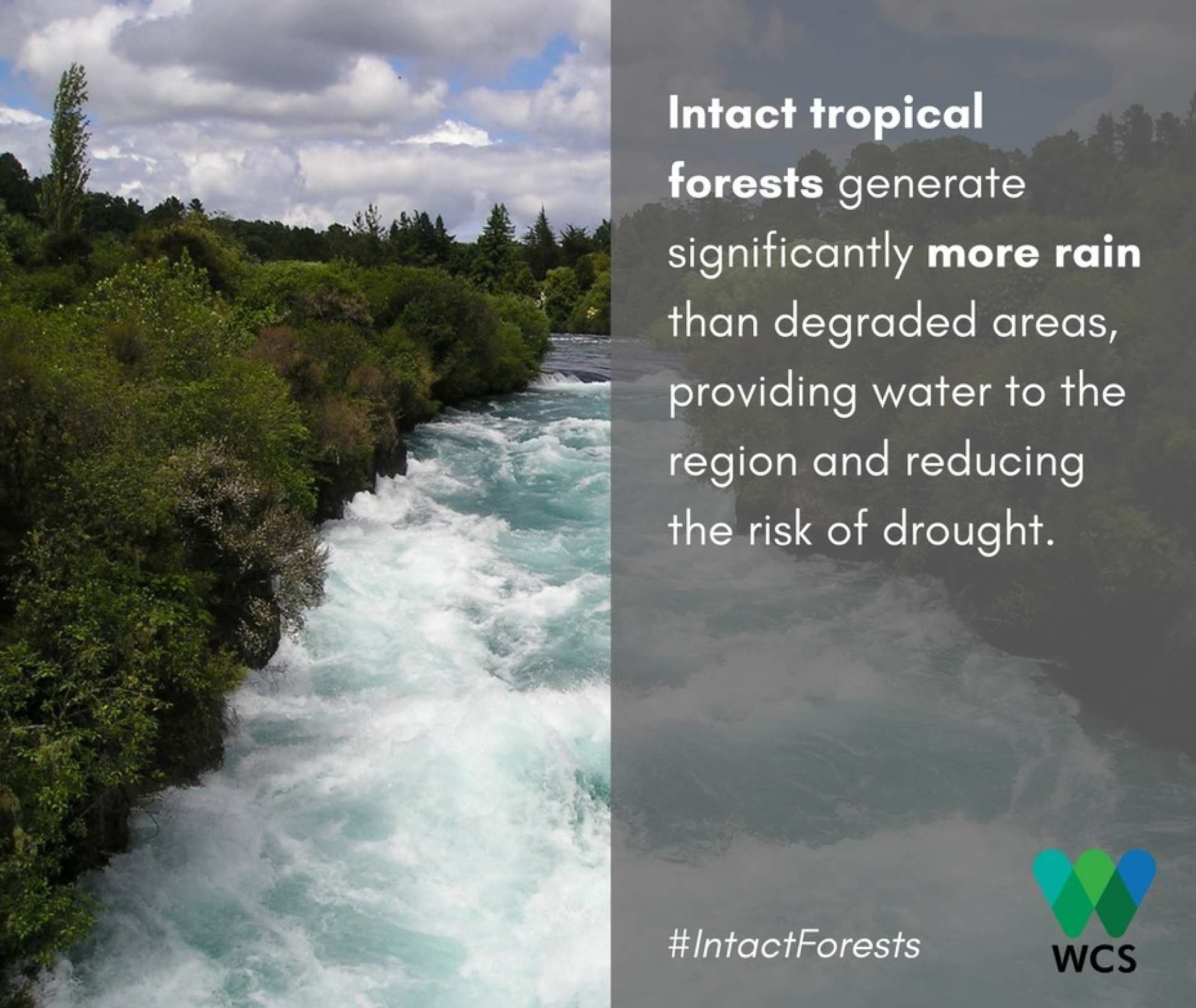 Image of a forest river with the caption: Intact tropical forests generate significantly more rain than degraded areas, providing water to the region and reducing the risk of drought.
