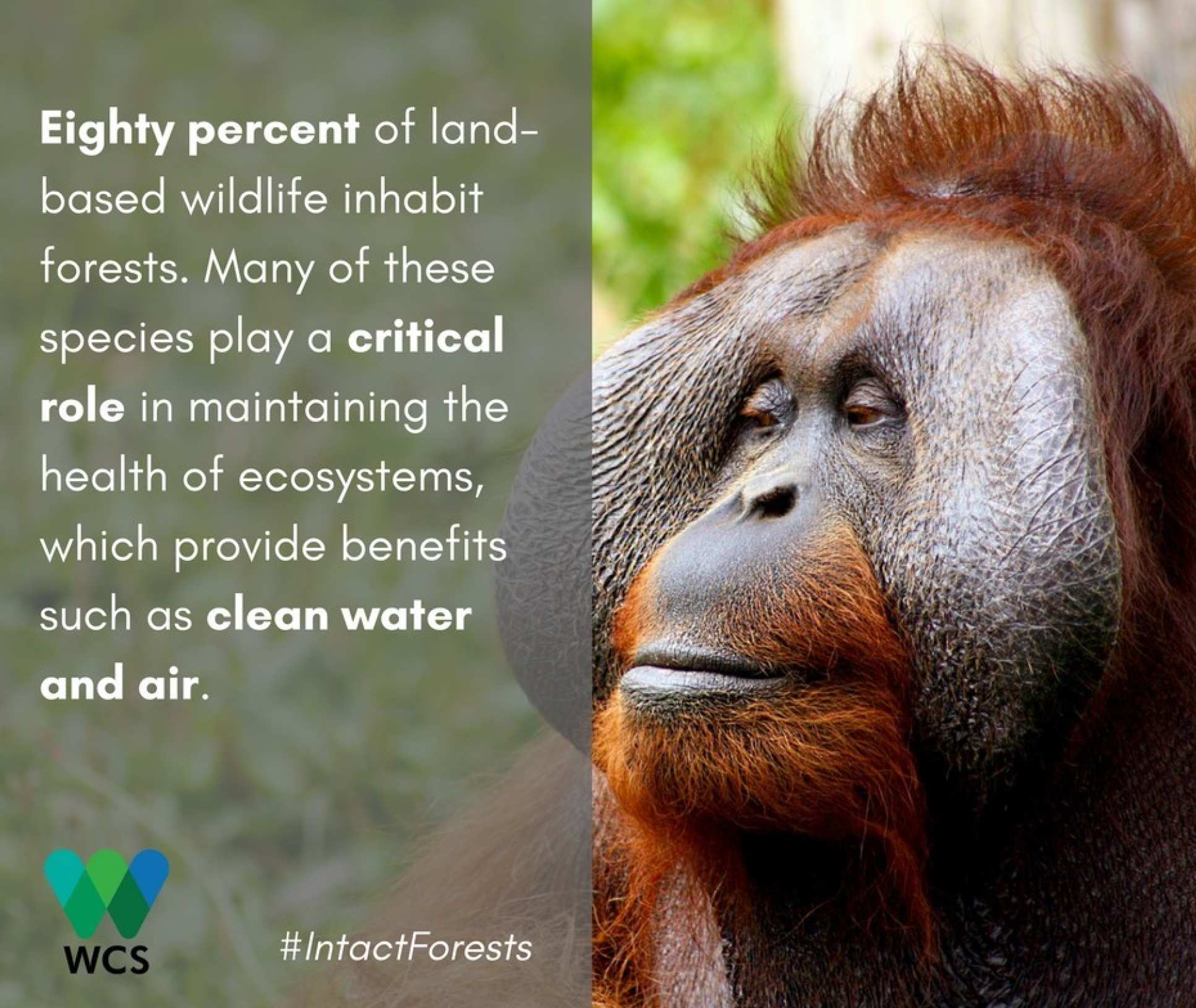 Image of orangutan with caption: Eighty percent of land-based wildlife inhabit forests. Many of these species play a critical role in maintaining the health of ecosystems, which provide benefits such as clean water and air.