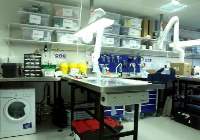 dissection area