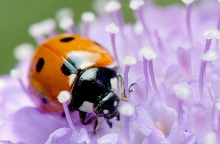 Ladybird