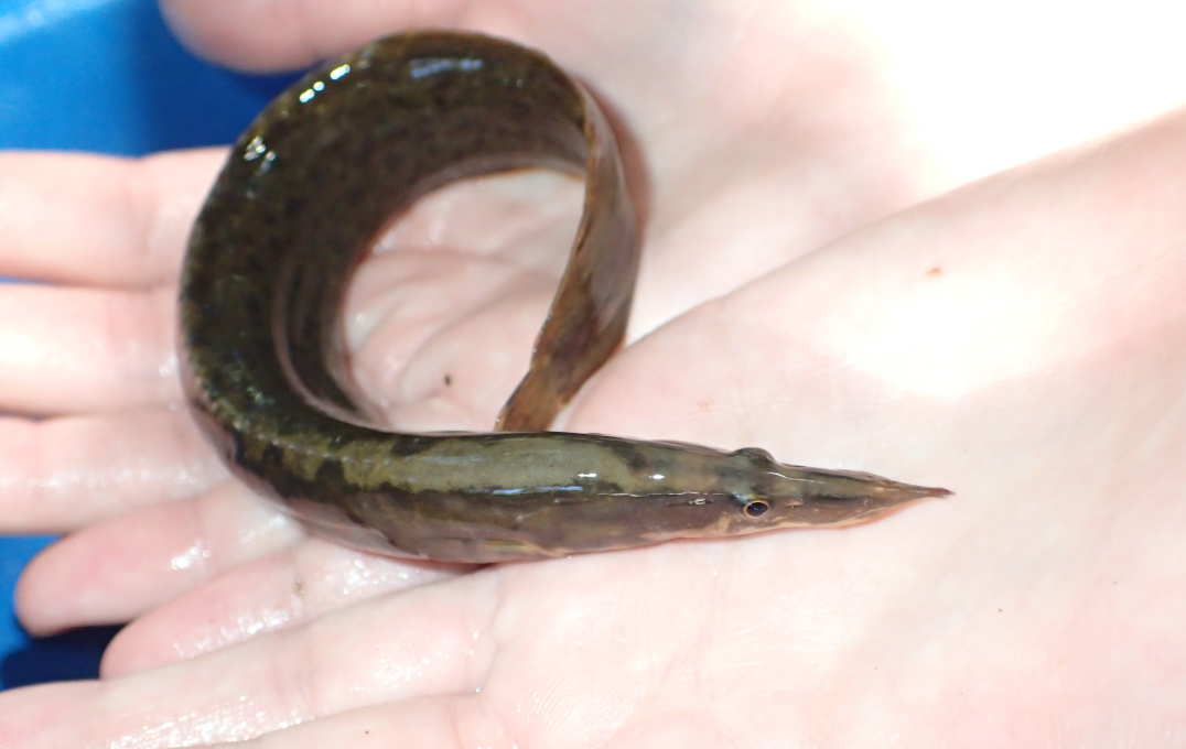 A long pointed fish in someone's hands