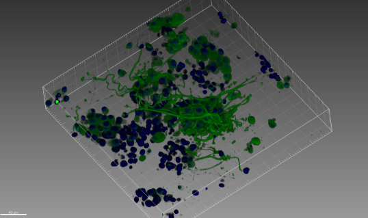 3D Cell Culture