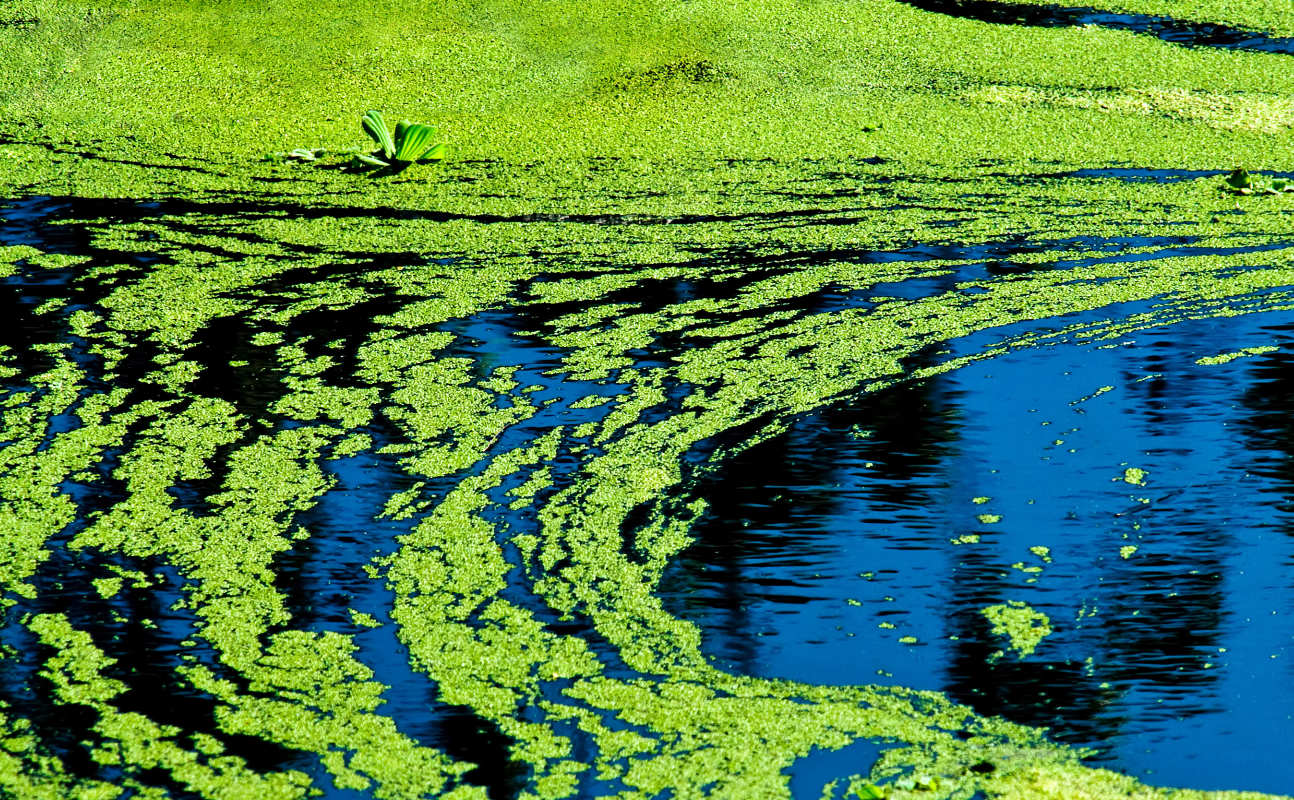 Cyanobacteria in water